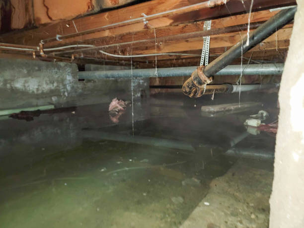 Best Flood damage cleanup  in Ohatchee, AL